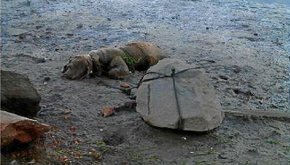 Amarra a perro a piedra para que muera ahogado en la playa [FOTO]