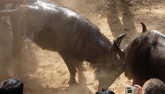 Justicia india prohíbe cautelarmente de nuevo a los espectáculos con toros 