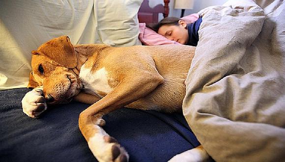 ¿Es bueno dormir con tu perro? Cuatro ventajas para compartir tu cama