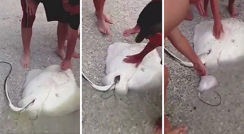 Una mantarraya dando a luz alborota las redes (VIDEO)