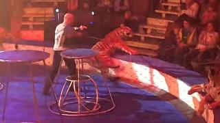 ​Tigre convulsiona en pleno show de circo y las imágenes causan indignación (VIDEO)