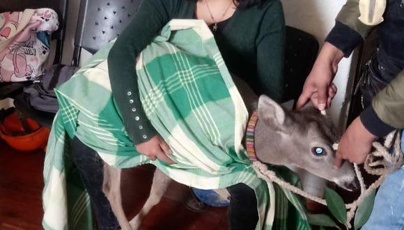 Cajamarca: venado que era utilizado como mascota fue rescatado de una vivienda (Foto Difusión).