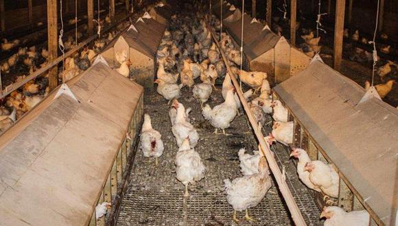 Activistas rescatan mil 500 gallinas abandonadas dentro de granja