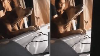 Perro "llora" aferrado en el ataúd de su amo | VIDEO 
