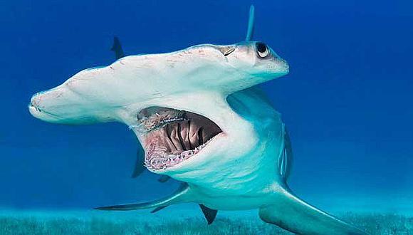 Tiburón martillo gigante da "brazadas laterales" para ahorrar energía 