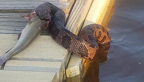 Serpiente es grabada intentando comer un enorme pez y asusta a usuarios en Facebook│VIDEO 