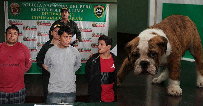 SJL: PNP captura a delincuentes que robaron veterinaria y ¡recuperan perro!
