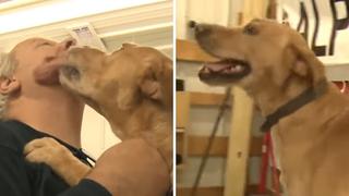 Abandonan en un albergue a perrito policía que realizó servicio por 9 años (VIDEO)