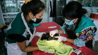 Parque de las Leyendas: ¿cuántos animales afectados por el derrame de petróleo logran sobrevivir y en qué consiste su tratamiento?