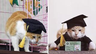 Universidad realiza ceremonia de graduación para su gato (FOTOS Y VIDEOS)