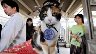 Difunta gata jefa de una estación de trenes de Japón ya tiene sucesora 