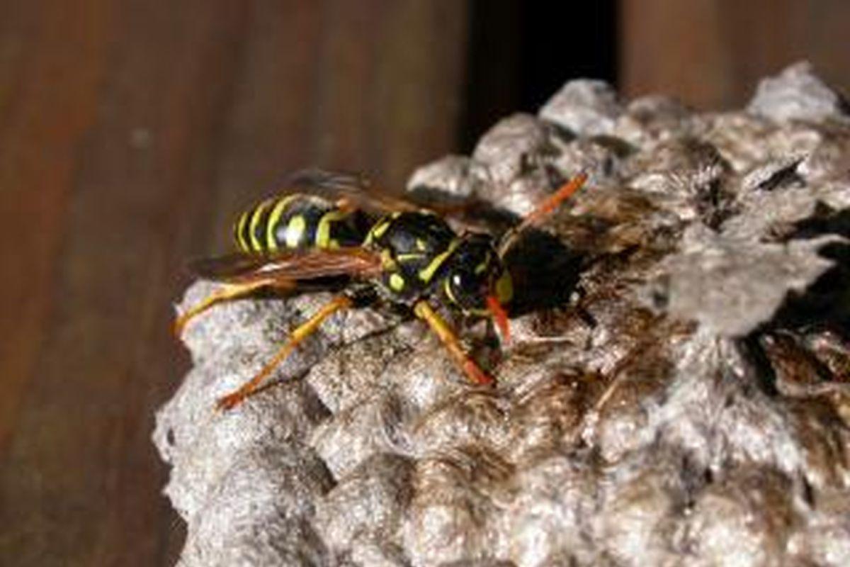 El término avispa se aplica de diversas maneras a distintos taxones de insectos del orden Hymenoptera (Foto: Freepik)