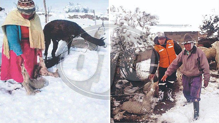 Frío mata a animales y nieve cierra vías al sur del Perú (FOTOS)