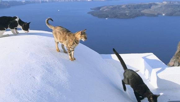 Ofrecen trabajo de cuidador de gatos en paradisíaca isla griega (FOTOS)