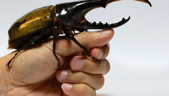 El escarabajo hércules (Dynastes hercules) es de los animales más fuertes del planeta.