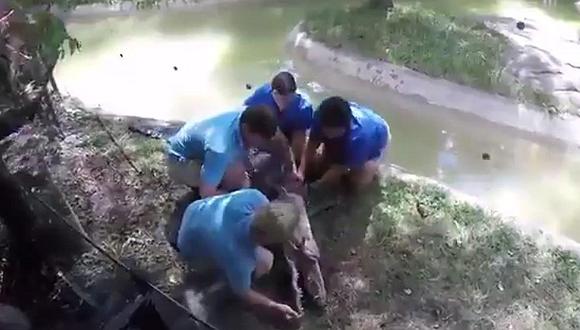 YouTube: Intentan salvar a caimán con respiración boca a boca, pero...[VIDEO] 
