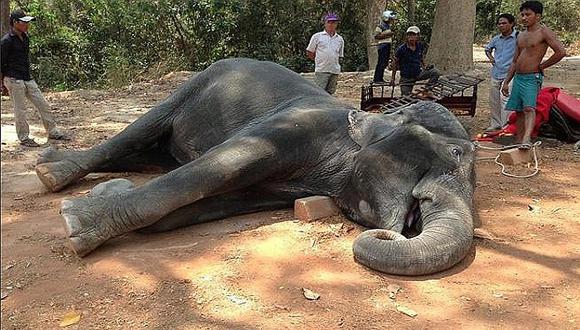 'Sambo', el elefante que murió por transportar turistas bajo fuerte calor