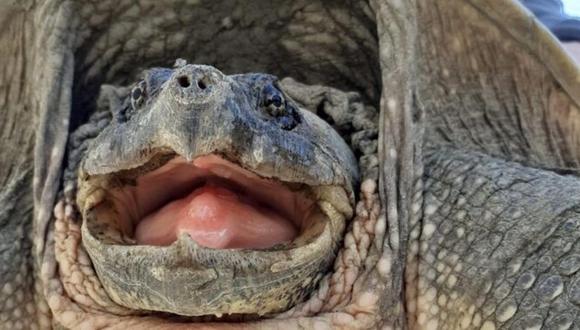 Esta es la impresionante tortuga mordedora.