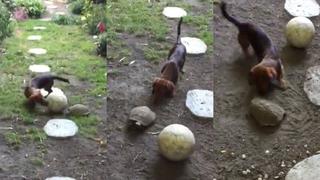 Un perro salchicha y una tortuga se enfrentan en el partido de fútbol más adorable del Internet