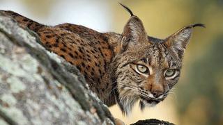 Lince escapa de zoo y lo dejan para que viva libre en la calle