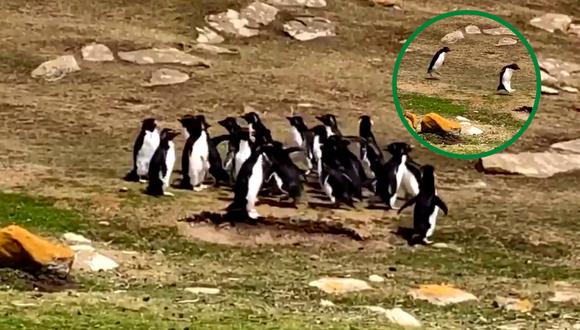 Un video viral tiene como protagonistas a dos grupos de pingüinos que se cruzaron a mitad de camino hacia el mar. | Crédito: @AndzB / Twitter.