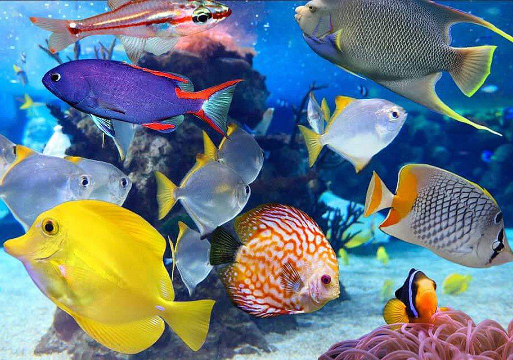 Peces: conoce las características de los animales acuáticos 