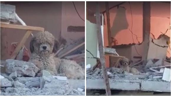 ​Facebook: perrito se niega a dejar su casa tras terremoto de Ecuador [VIDEO]