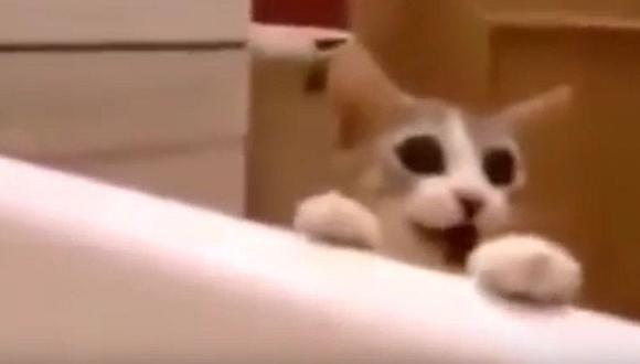 YouTube: Gato se desespera e intenta 'salvar' a su dueña de la bañera [VIDEO] 