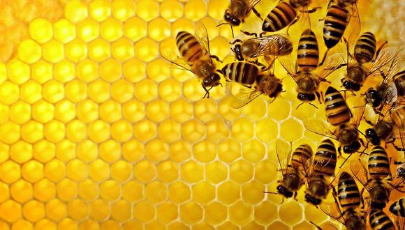 Colonia de 60 mil abejas vivían en techo de un hospital (VIDEO)