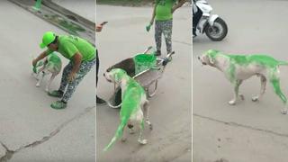 ​Peronistas pintan de verde a perro en acto de maltrato animal (VIDEO)