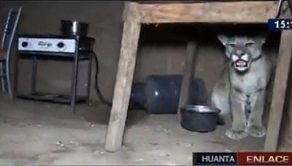Ayacucho: Puma andino ingresa a casa y familia se lleva el susto de su vida [VIDEO]