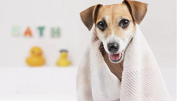 Perros: 5 pasos para bañarlos en casa