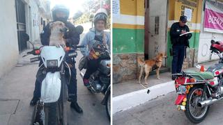 Agentes policiales adoptan a perro callejero y ahora lo llevan a los distintos operativos 