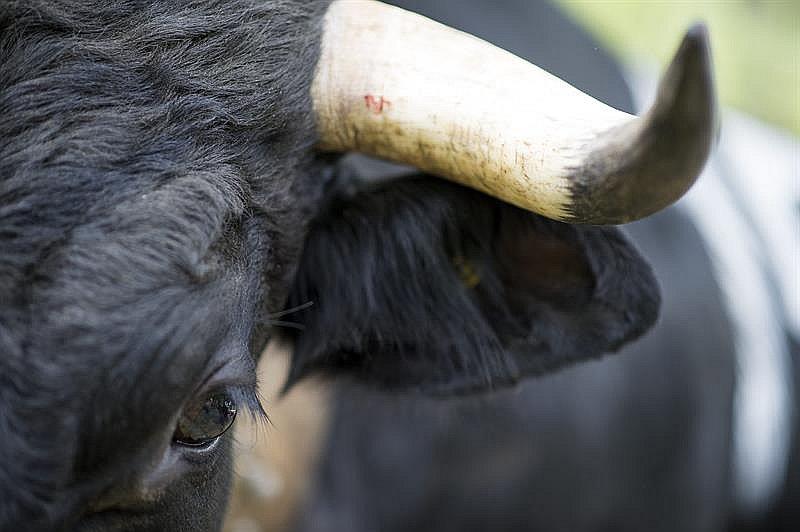 ​Suizos rechazan subvenciones para evitar que mutilen a animales