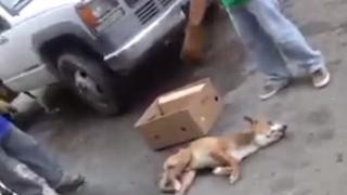 ​YouTube: Perro es colocado a una caja de cartón genera indignación en redes sociales [VIDEOS]