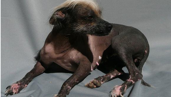 Ciencia descubre el origen del perro peruano sin pelo, ¡conócelo!