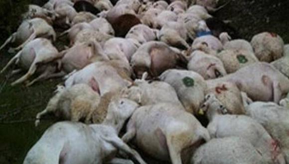  Huancavelica: Rayo fulmina a 114 ovejas