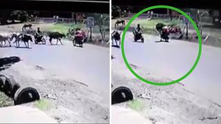 Captan a vaca "karateka" atacando a un motociclista (VIDEO)