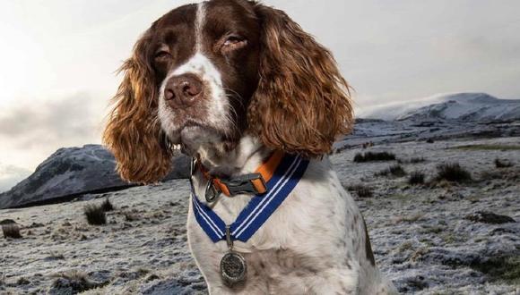 Max, de 13 años, es las mascota número 32 en recibir esta condecoración del Reino Unido. Todos son animales policiales o pertenecientes a escuadrones de búsqueda y rescate. (Foto: PSDA)