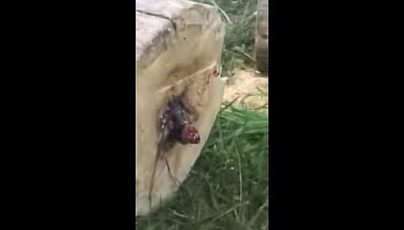 YouTube: Hombre corta un árbol y se lleva el susto de su vida por esto [VIDEO]
