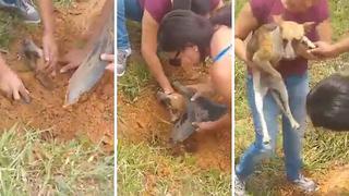 Entierran a perro vivo y dos jóvenes le salvan la vida (VIDEO)