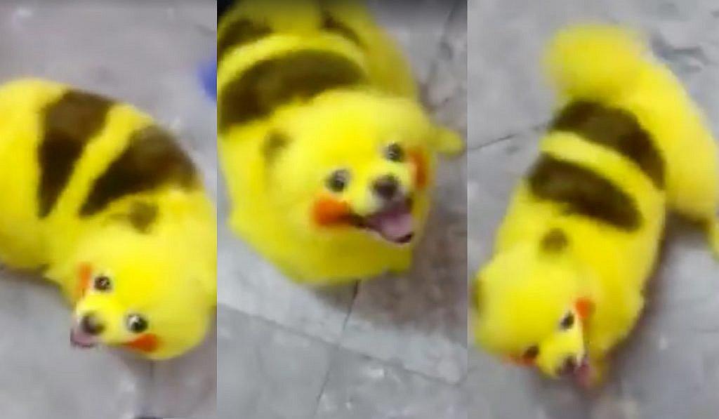 Pokémon Go: Tiñe a su perro para que se parezca a Pikachu [VIDEO] 