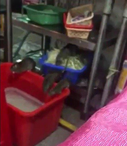 Ratas son sorprendidas comiendo tallarines en un restaurante insalubre ( VIDEO) 