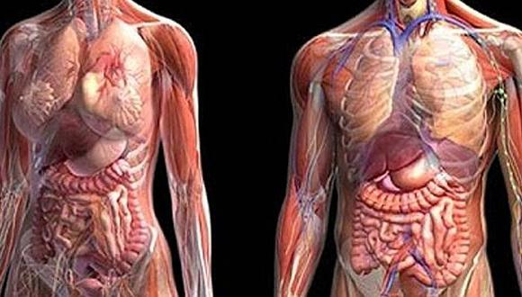 ​Descubren nuevo órgano en la anatomía humana hasta ahora desconocido