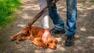 Menores de edad se graban realizando un macabro acto a un indefenso perrito | FOTO 