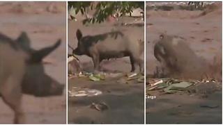 Mascotas: cerdito cae a río Chillón en plena transmisión y lo peor viene después (VIDEO)