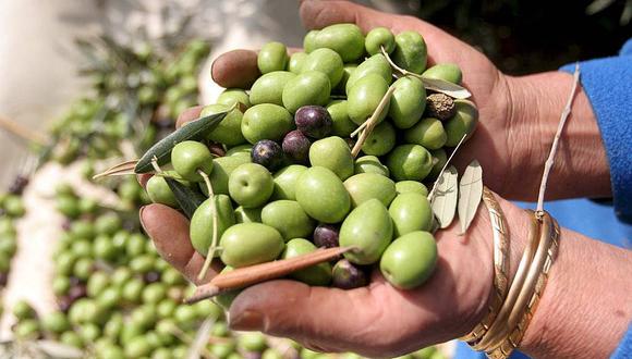 Descifran genoma completo del olivo para obtener aceitunas más saludables