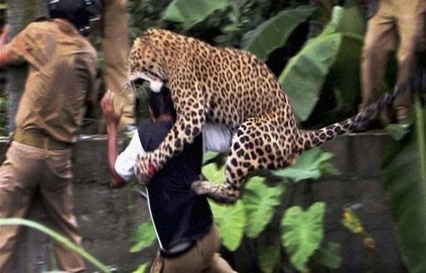 Mamá jaguar ataca a su cuidador en zoológico cuando la iba a alimentar