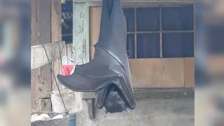 Diadema: el intimidante murciélago más grande del mundo