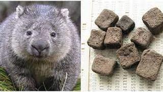 Wombat, marsupial herbívoro que produce heces en forma de cubo y se comunica con ellas | VIDEO